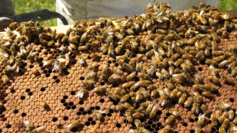 New Zealand Manuka Honey Explained Image